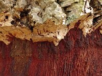 Quercus suber 68, Kurkeik, Saxifraga-Hans Grotenhuis