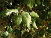 Quercus suber 69, Kurkeik, Saxifraga-Hans Grotenhuis