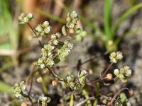 Radiola linoides 49, Dwergvlas, Saxifraga-Sonja Bouwman  965. Dwergvlas - Radiola linoides - Linaceae familie (i)