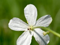 Ranunculus aconitifolius 24, Saxifraga-Sonja Bouwman  Monnikskapboterbloem - Ranunculus aconitifolius - Ranunculaceae familie