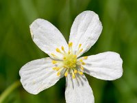 Ranunculus aconitifolius 26, Saxifraga-Sonja Bouwman  Monnikskapboterbloem - Ranunculus aconitifolius - Ranunculaceae familie; Grote St Bernard pas, Flüelapass (Zw)