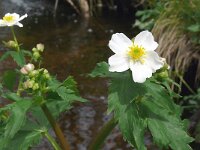 Ranunculus aconitifolius 27, Saxifraga-Hans Grotenhuis