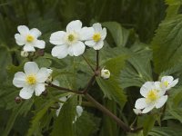 Ranunculus aconitifolius 1, Saxifraga-Marijke Verhagen