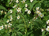 Ranunculus aconitifolius 11, Saxifraga-Willem van Kruijsbergen