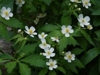 Ranunculus aconitifolius 13, Saxifraga-Willem van Kruijsbergen