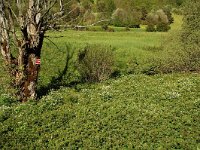 Ranunculus aconitifolius 14, habitat,  Saxifraga-Willem van Kruijsbergen