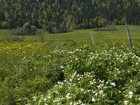 Ranunculus aconitifolius 15, Saxifraga-Jan van der Straaten