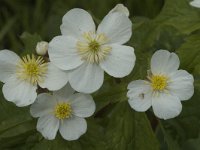 Ranunculus aconitifolius 2, Saxifraga-Marijke Verhagen