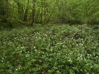 Ranunculus aconitifolius 20, Saxifraga-Willem van Kruijsbergen