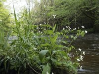 Ranunculus aconitifolius 22, Saxifraga-Willem van Kruijsbergen