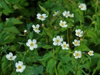 Ranunculus aconitifolius 8, Saxifraga-Willem van Kruijsbergen