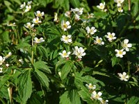 Ranunculus aconitifolius 9, Saxifraga-Willem van Kruijsbergen