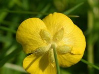 Ranunculus acris 53, Scherpe boterbloem, Saxifraga-Sonja Bouwman