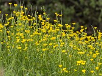 Ranunculus acris 55, Scherpe boterbloem, Saxifraga-Jan Nijendijk