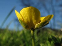 Ranunculus acris 1, Scherpe boterbloem, Saxifraga-Rutger Barendse