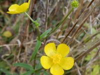 Ranunculus acris 13, Scherpe boterbloem, Saxifraga-Rutger Barendse