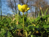 Ranunculus acris 2, Scherpe boterbloem, Saxifraga-Rutger Barendse