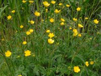 Ranunculus acris 28, Scherpe boterbloem, Saxifraga-Ed Stikvoort