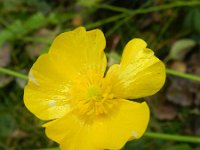 Ranunculus acris 33, Scherpe boterbloem, Saxifraga-Rutger Barendse