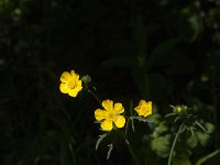 Ranunculus acris 34, Scherpe boterbloem, Saxifraga-Jan van der Straaten