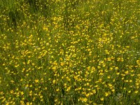 Ranunculus acris 36, Scherpe boterbloem, Saxifraga-Jan van der Straaten