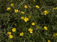 Ranunculus acris 4, Scherpe boterbloem, Saxifraga-Willem van Kruijsbergen