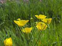 Flower of Meadow Buttercup (Ranunculus acris); only one flower in focus  Flower of Meadow Buttercup (Ranunculus acris); only one flower in focus : beauty in nature, buttercup, flora, floral, flower, Growth, Meadow Buttercup, natural, nature, plant, Tall Buttercup, vascular plant, yellow, dutch, holland, Giant Buttercup, no people, nobody, outdoors, outside, ranunculus, Ranunculus acris), spring, springtime, summer, summertime, netherland