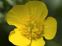 Ranunculus acris 44, Scherpe boterbloem, Saifraga-Roel Meijer  Flower of Meadow Buttercup (Ranunculus acris), close-up : flowering, in flower,  flora, floral, nature, natural, yellow, spring, springtime, growth, petal, pistil, stamen, 5, five, buttercup, meadow buttercup, ranunculus, ranunculus acris, tall buttercup, giant buttercup, summer, summertime, close-up, closeup, macro, vascular, plant