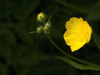 Ranunculus acris 5, Scherpe boterbloem, Saxifraga-Jan van der Straaten