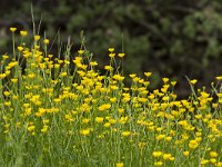 Ranunculus acris 51, Scherpe boterbloem, Saxifraga-Jan Nijendijk.tiff