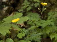 Ranunculus acris ssp acris 6, Scherpe boterbloem, Saxifraga-Willem van Kruijsbergen