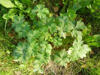 Ranunculus acris ssp friesianus 18, Saxifraga-Rutger Barendse