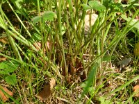 Ranunculus acris ssp friesianus 19, Saxifraga-Rutger Barendse