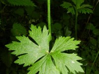 Ranunculus acris ssp friesianus 21, Saxifraga-Rutger Barendse