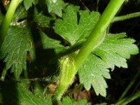 Ranunculus acris ssp friesianus 22, Saxifraga-Rutger Barendse