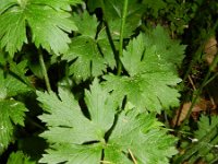 Ranunculus acris ssp friesianus 24, Saxifraga-Rutger Barendse