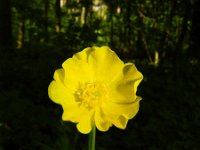 Ranunculus acris ssp friesianus 25, Saxifraga-Rutger Barendse