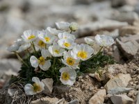 Ranunculus alpestris 37, Saxifraga-Luuk Vermeer