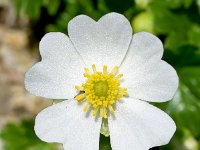 Ranunculus alpestris 38, Saxifraga-Sonja Bouwman  Alpine buttercup - Ranunculus alpestris - Ranunculaceae familie