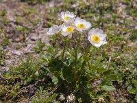 Ranunculus alpestris 42, Saxifraga-Luuk Vermeer