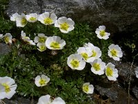 Ranunculus alpestris 46, Saxifraga-Luuk Vermeer