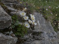 Ranunculus alpestris 51, Saxifraga-Luuk Vermeer