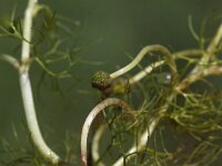 Ranunculus aquatilis 11, Middelste waterranonkel, Saxifraga-Peter Meininger