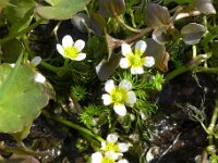 Ranunculus aquatilis 12, Middelste waterranonkel, Saxifraga-Jelle van Dijk