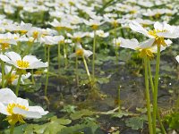 Ranunculus aquatilis 14, Middelste waterranonkel, Saxifraga-Hans Dekker