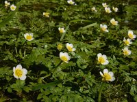 Ranunculus aquatilis 15, Middelste waterranonkel, Saxifraga-Ed Stikvoort