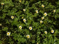 Ranunculus aquatilis 16, Middelste waterranonkel, Saxifraga-Ed Stikvoort