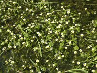 Ranunculus aquatilis 6, Middelste waterranonkel, Saxifraga-Jan van der Straaten