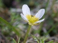 Ranunculus aquatilis 8, Middelste waterranonkel, Saxifraga-Rutger Barendse