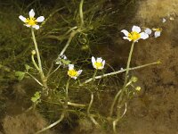 Ranunculus aquatilis 9, Middelste waterranonkel, Saxifraga-Peter Meininger